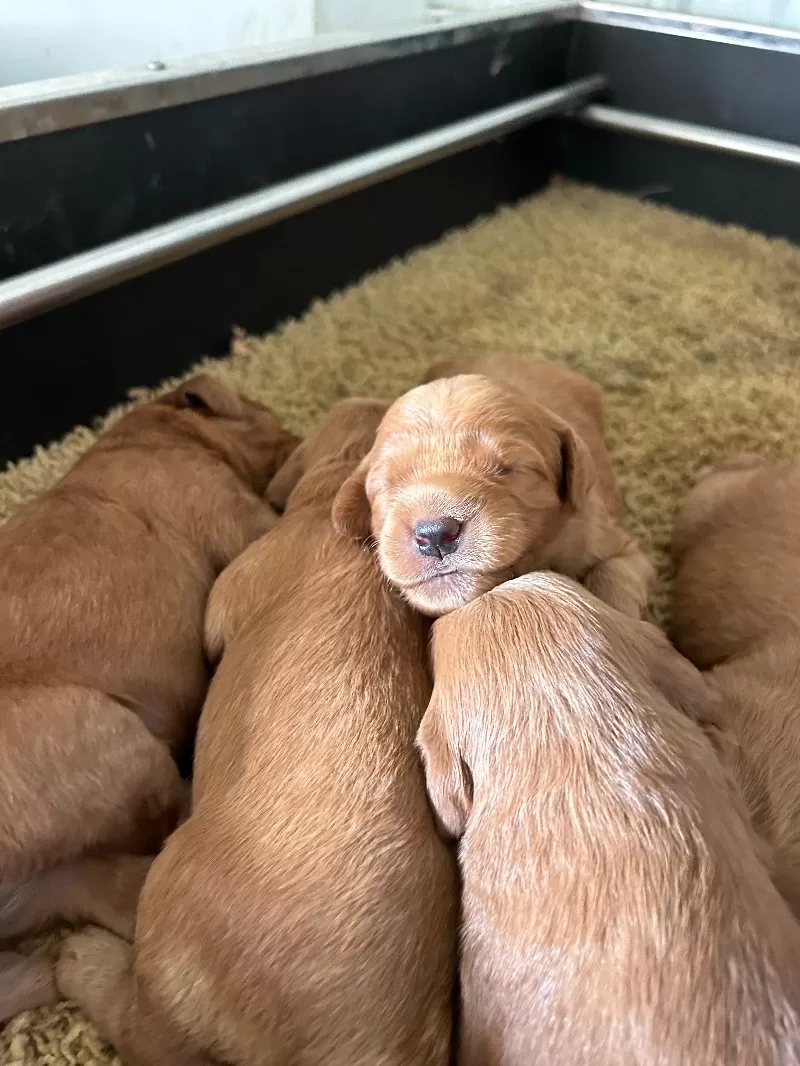 Lacy’s litter  mini goldendoodles available Dec.4 2024