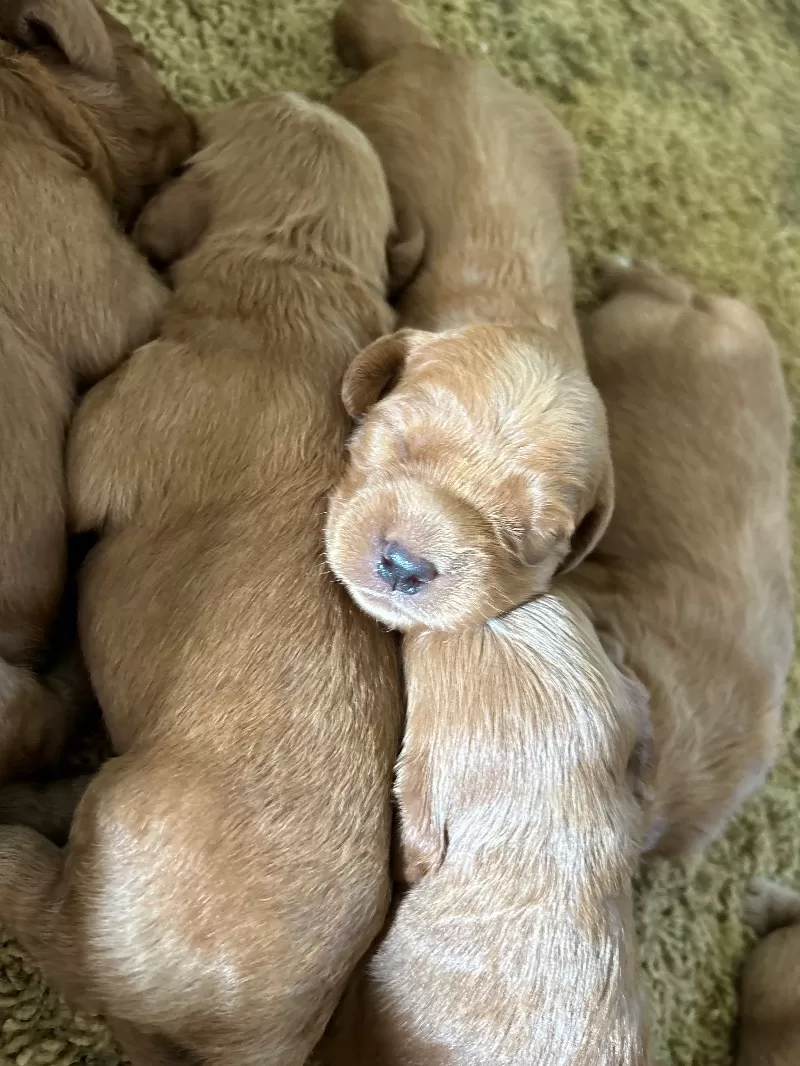 Lacy’s litter  mini goldendoodles available Dec.4 2024