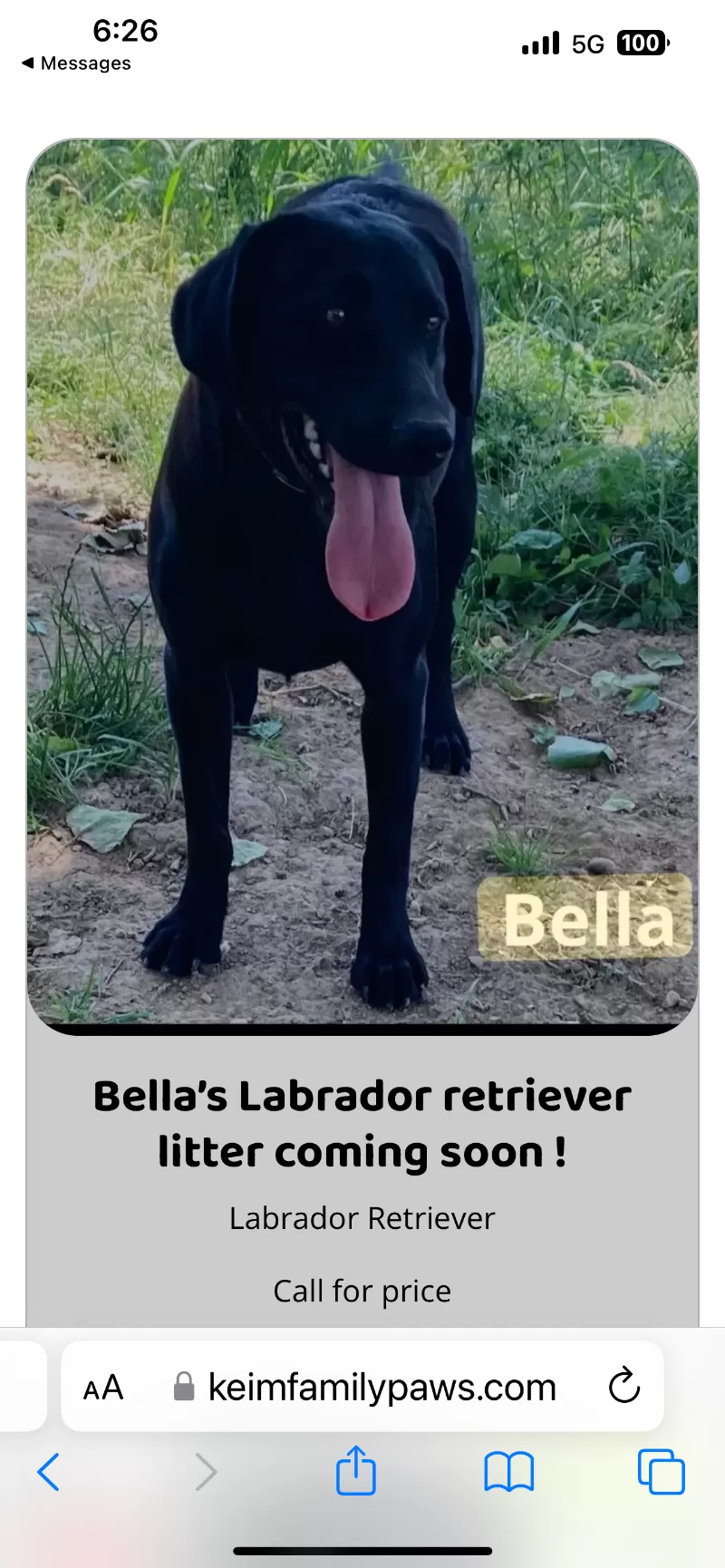 Bella’s AKC Labrador retriever available Dec.4 2024