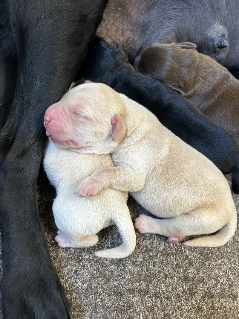 Hailey AKC Labrador retriever available Dec.1 2024