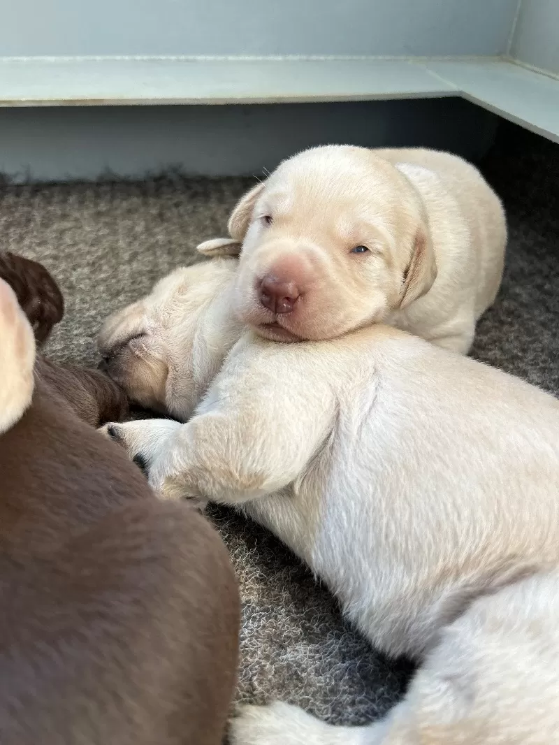 Hailey AKC Labrador retriever available Dec.1 2024