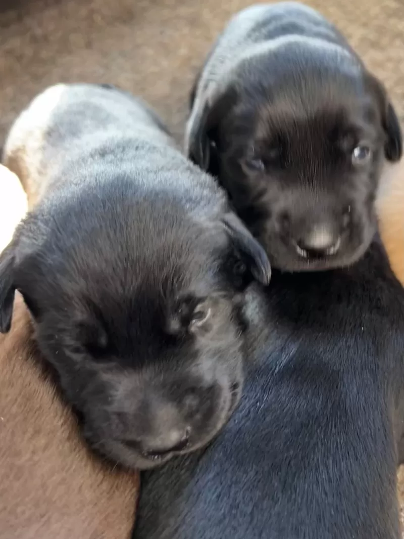 Hailey AKC Labrador retriever available Dec.1 2024