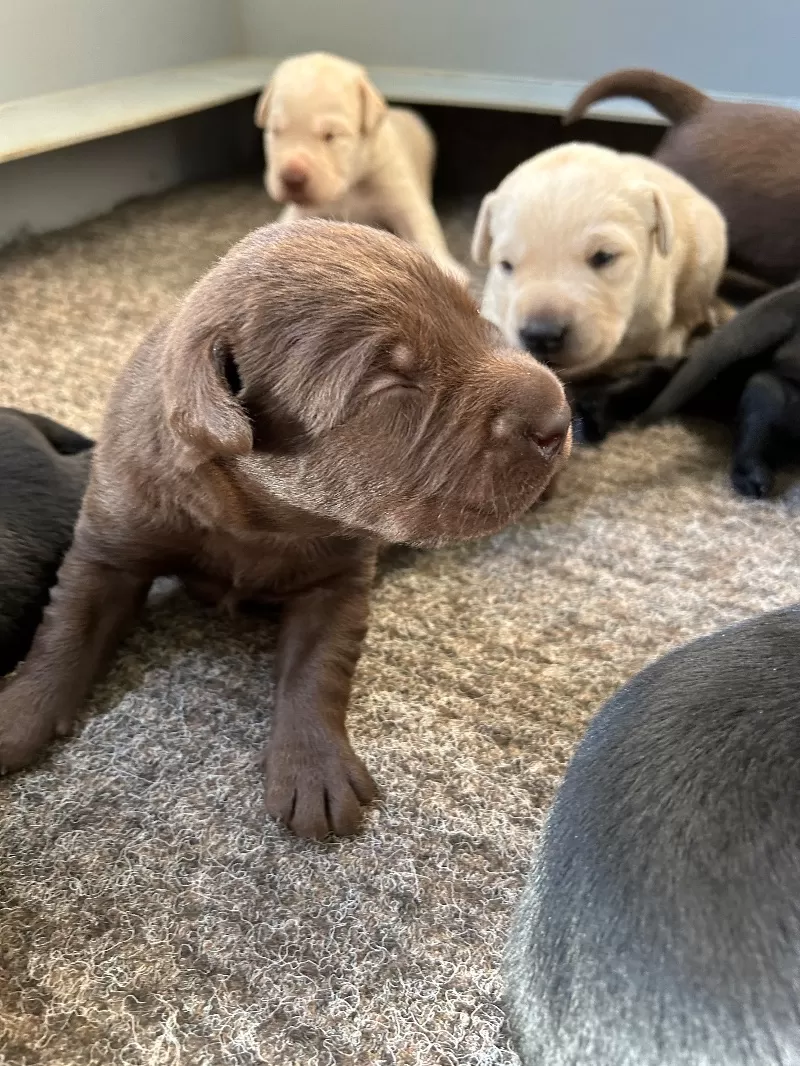 Hailey AKC Labrador retriever available Dec.1 2024