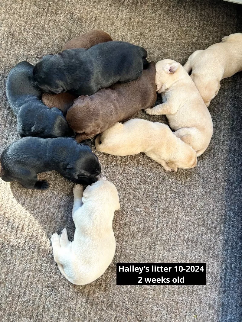 Hailey AKC Labrador retriever available Dec.1 2024