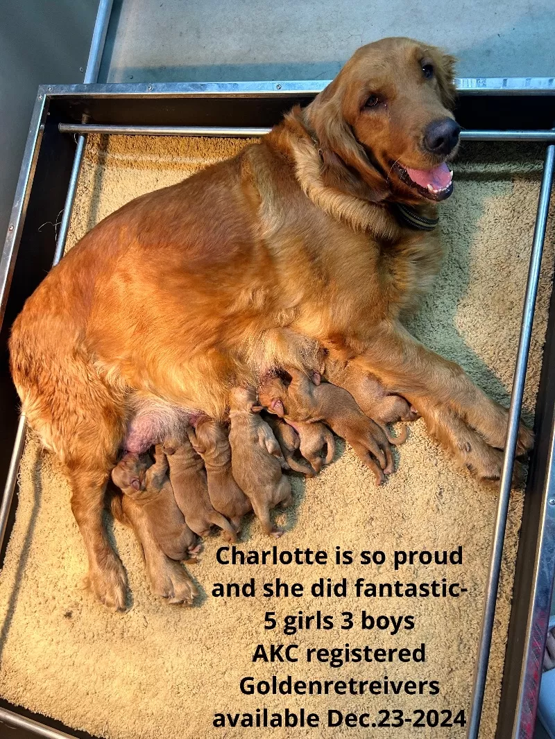 Puppy Name: Charlotte - AKC golden retrievers available December 23