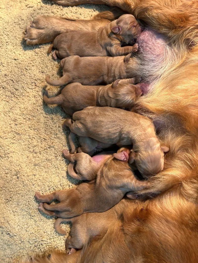 Charlotte - AKC golden retrievers available December 23