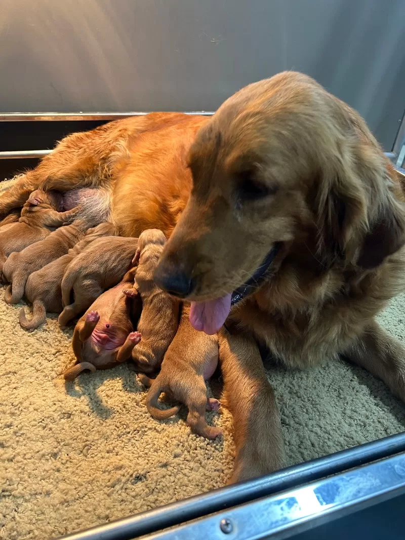 Charlotte - AKC golden retrievers available December 23