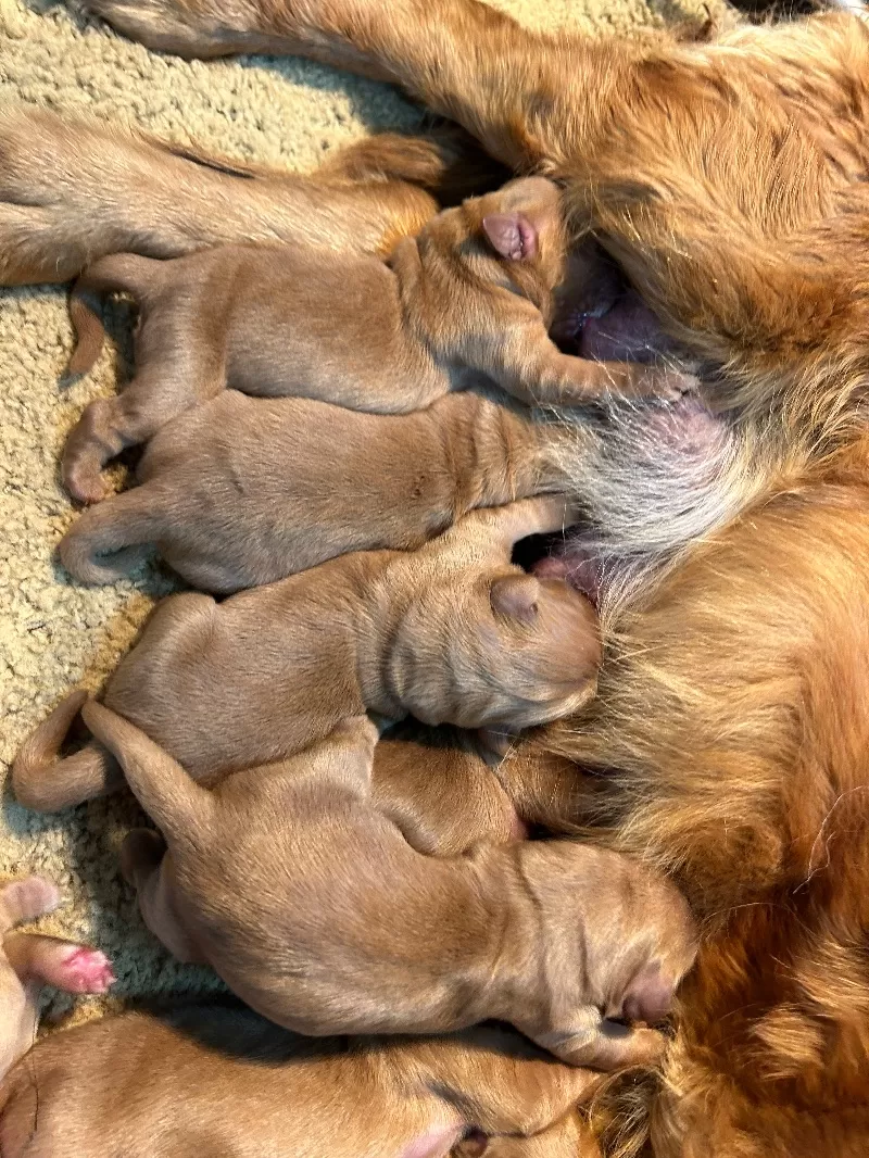 Charlotte - AKC golden retrievers available December 23