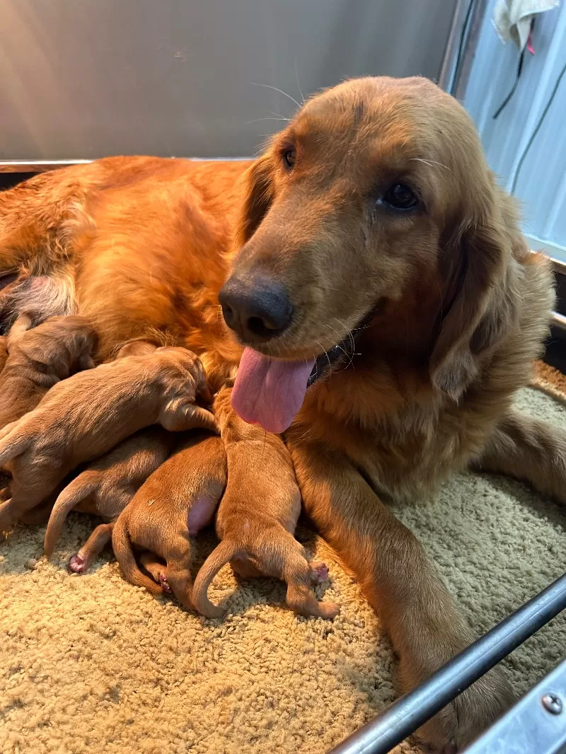 Charlotte - AKC golden retrievers available December 23