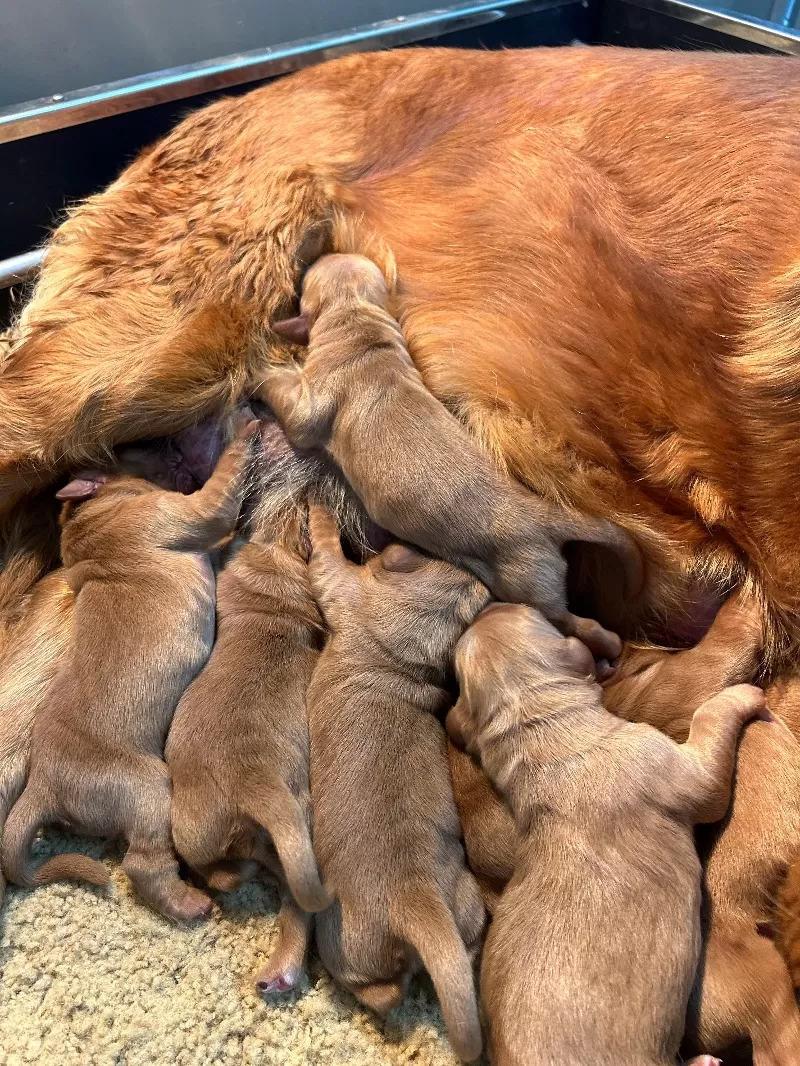 Charlotte - AKC golden retrievers available December 23