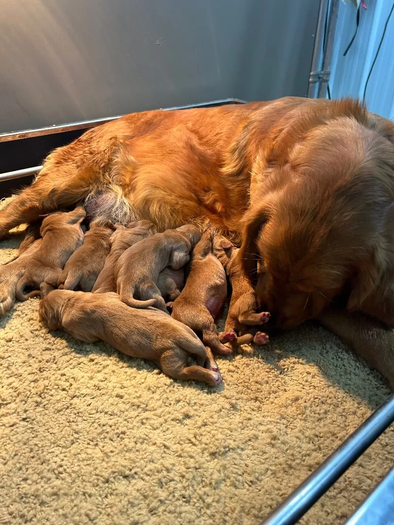 Charlotte - AKC golden retrievers available December 23