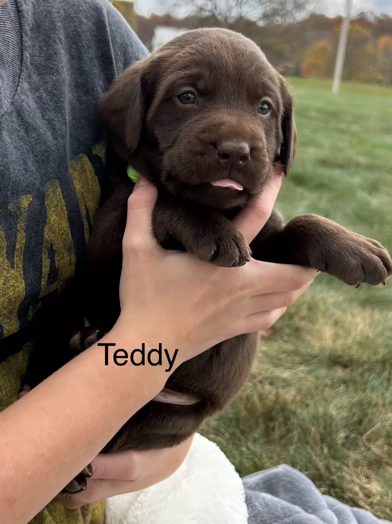 Teddy