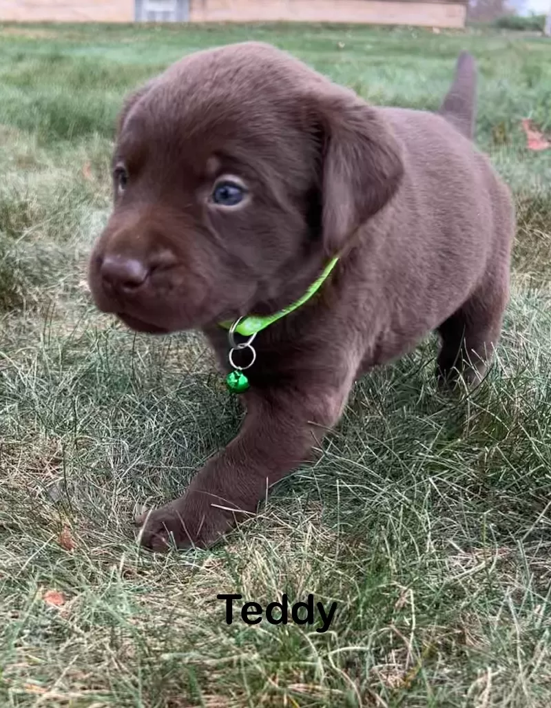 Teddy