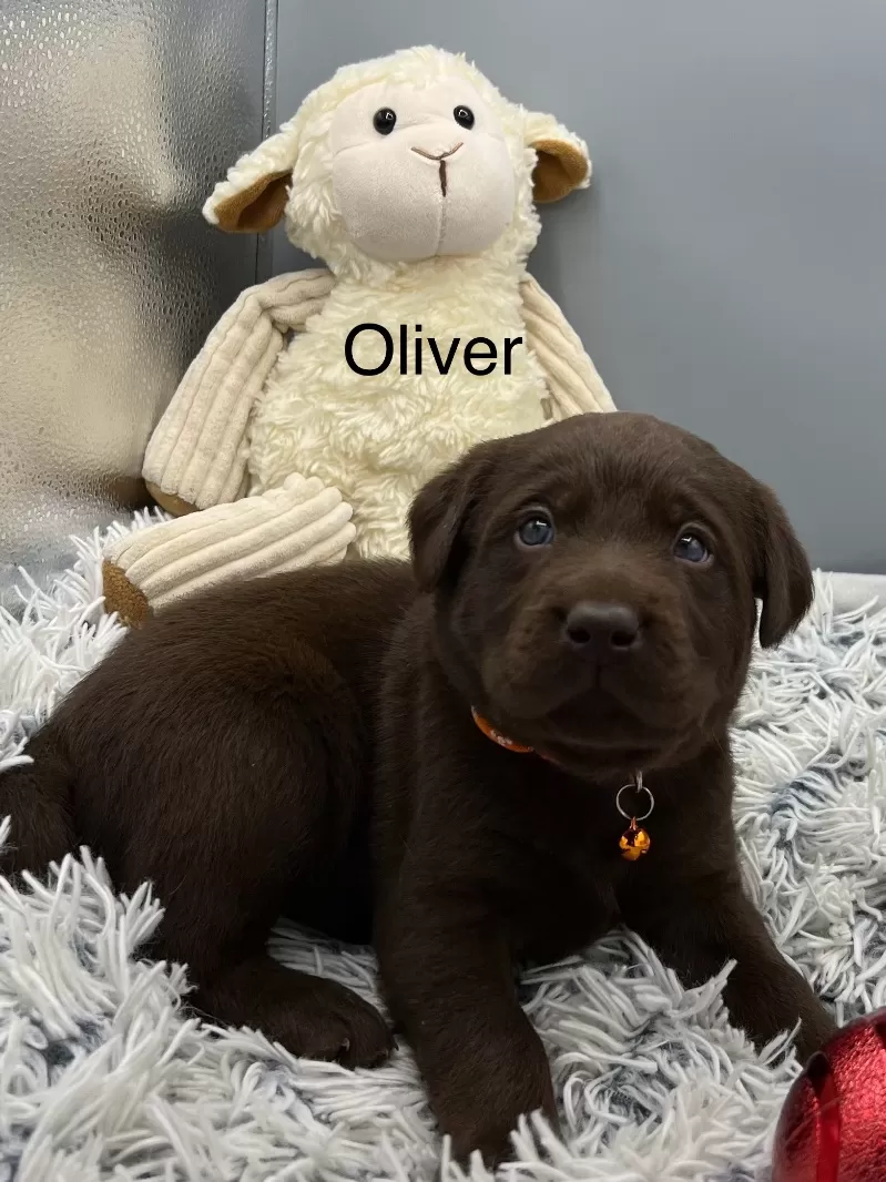 Oliver