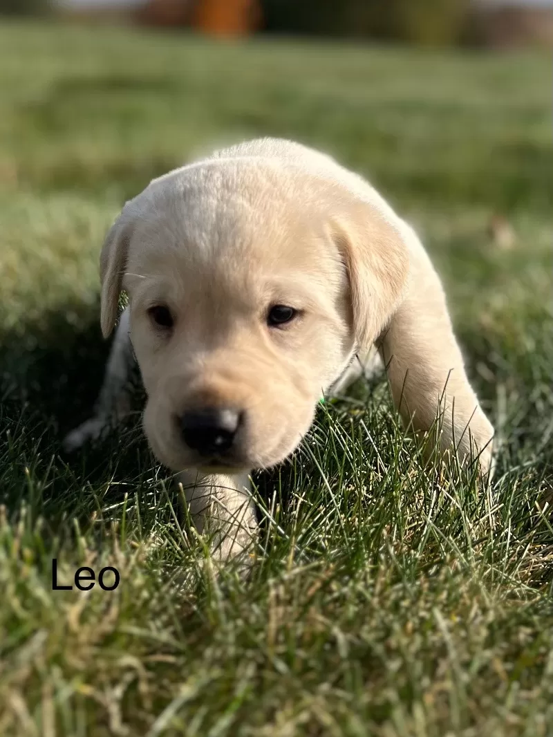 Leo