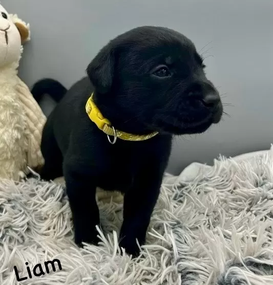 Puppy Name: Liam