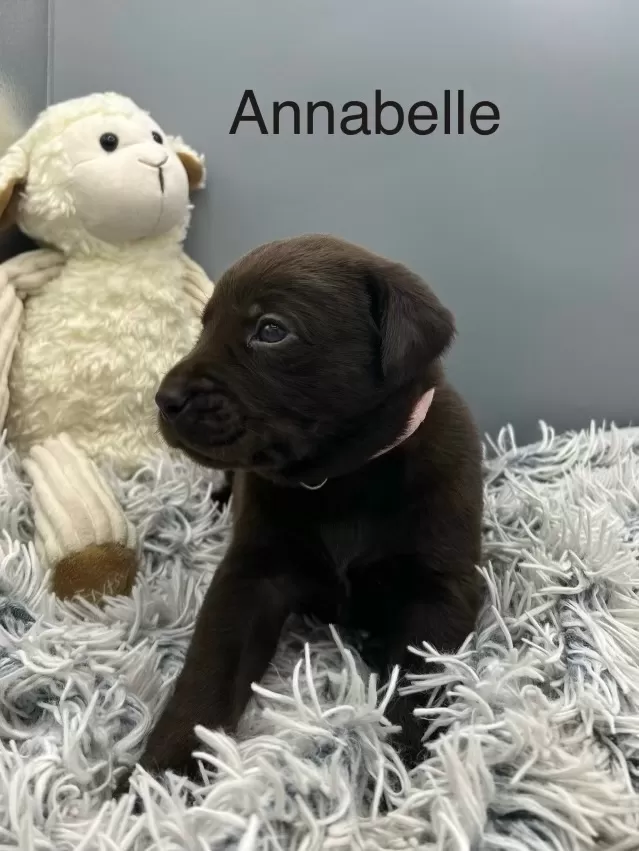 Puppy Name: Annabelle