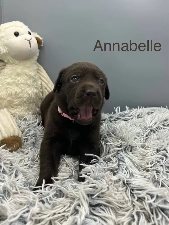 Annabelle