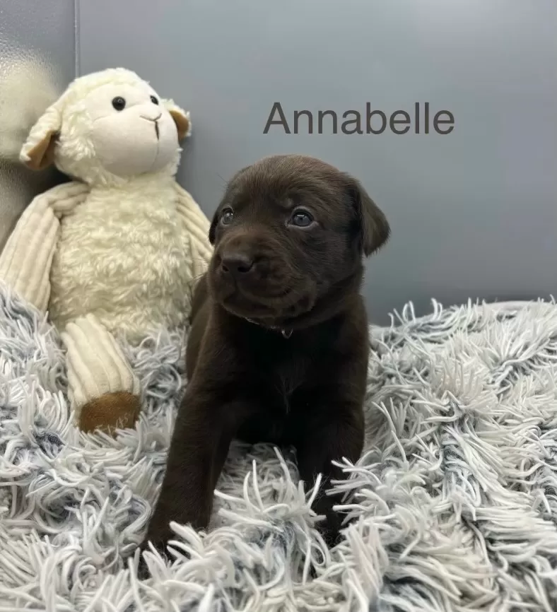 Annabelle