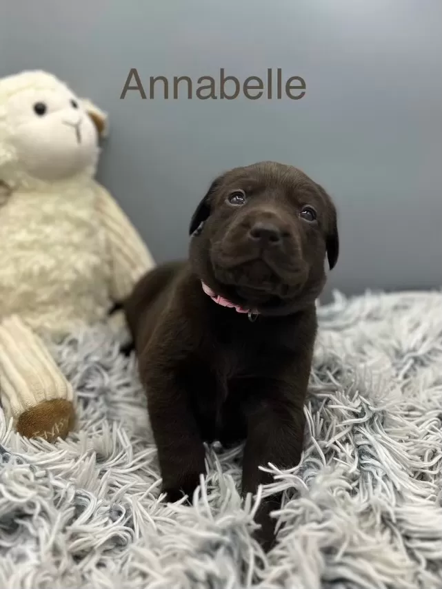 Annabelle