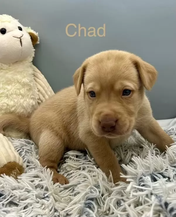 Puppy Name: Chad