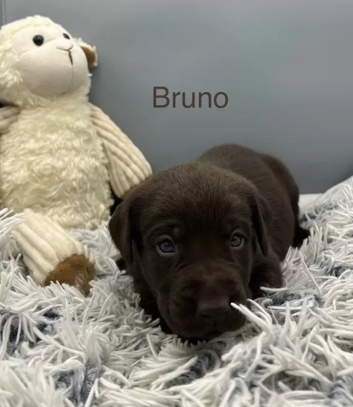 Puppy Name: Bruno