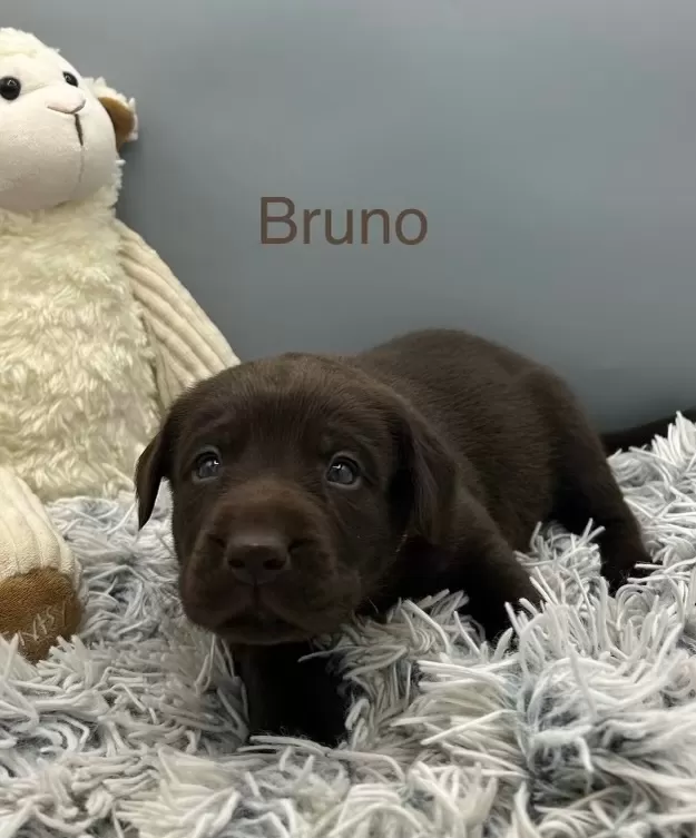 Bruno