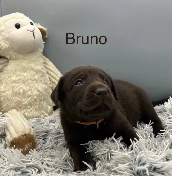 Bruno