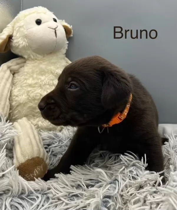 Bruno