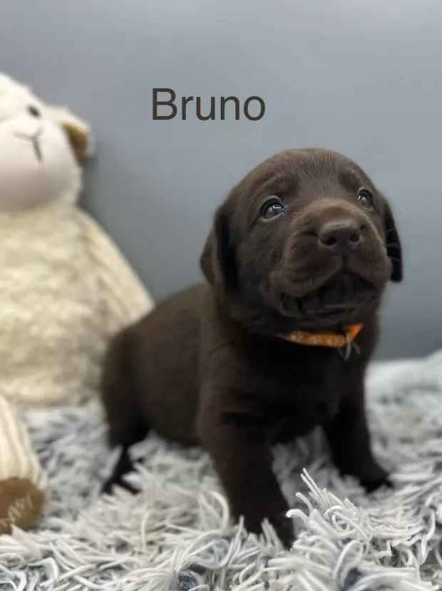 Bruno