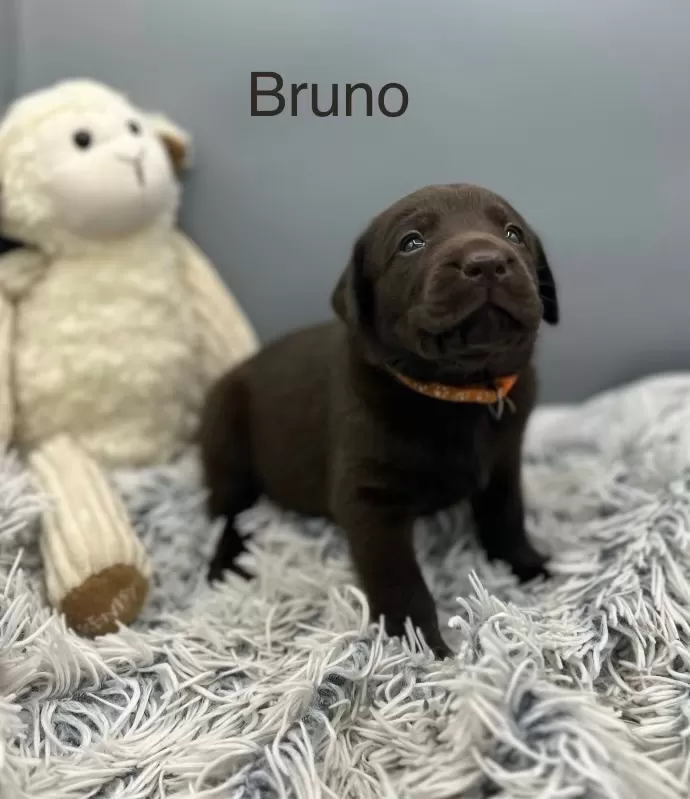 Bruno