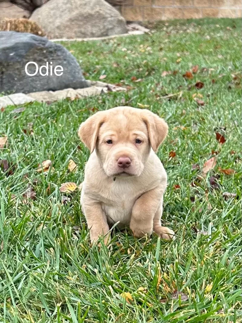 Odie