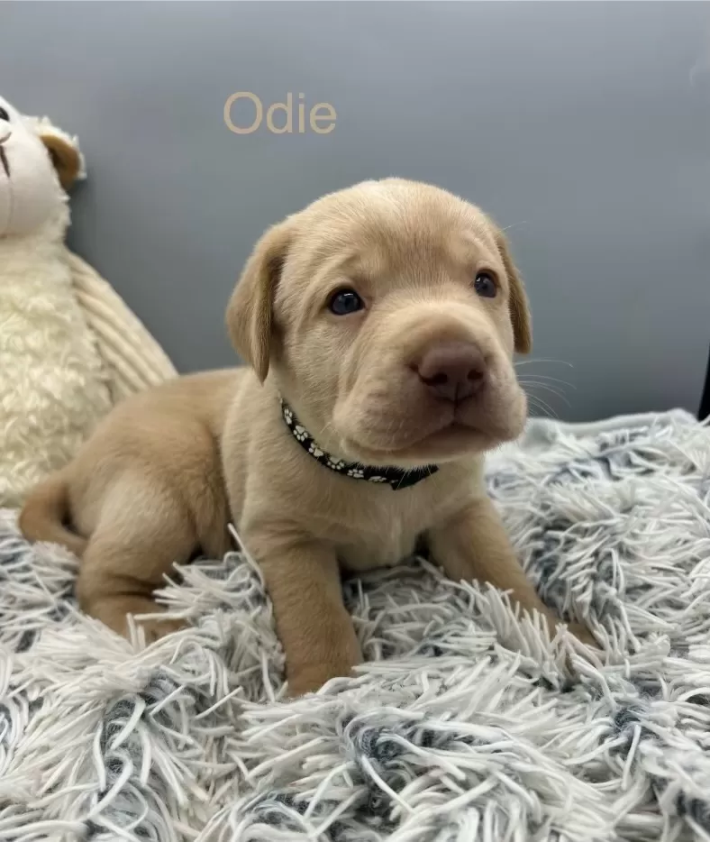 Odie