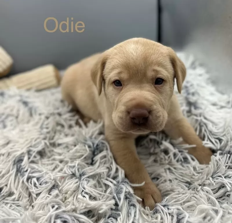 Odie