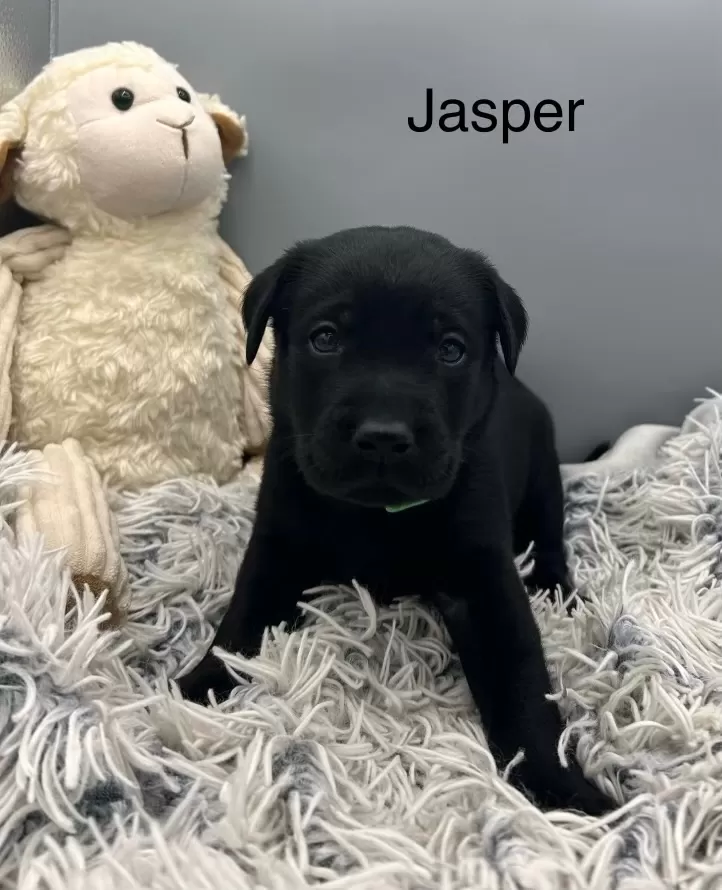 Puppy Name: Jasper