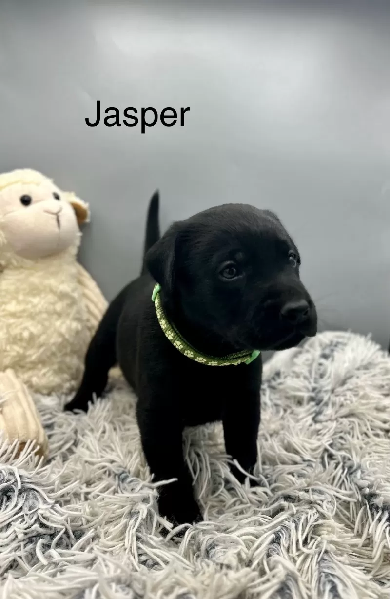 Jasper