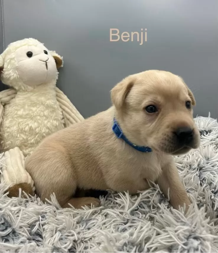 Benji