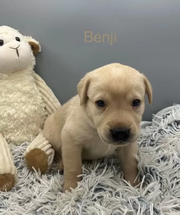 Benji