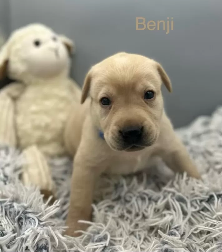 Benji