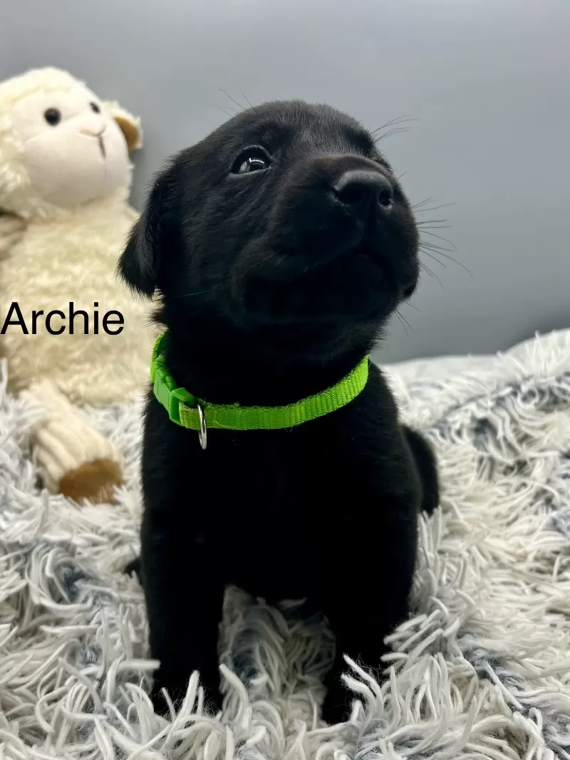 Archie