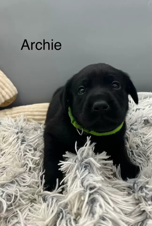 Archie