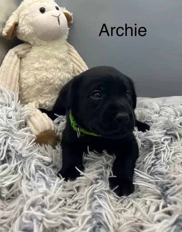 Archie