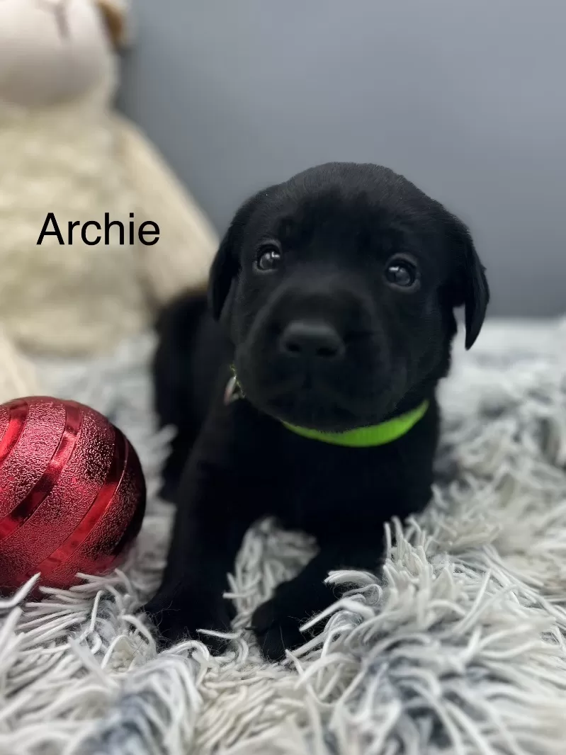 Archie