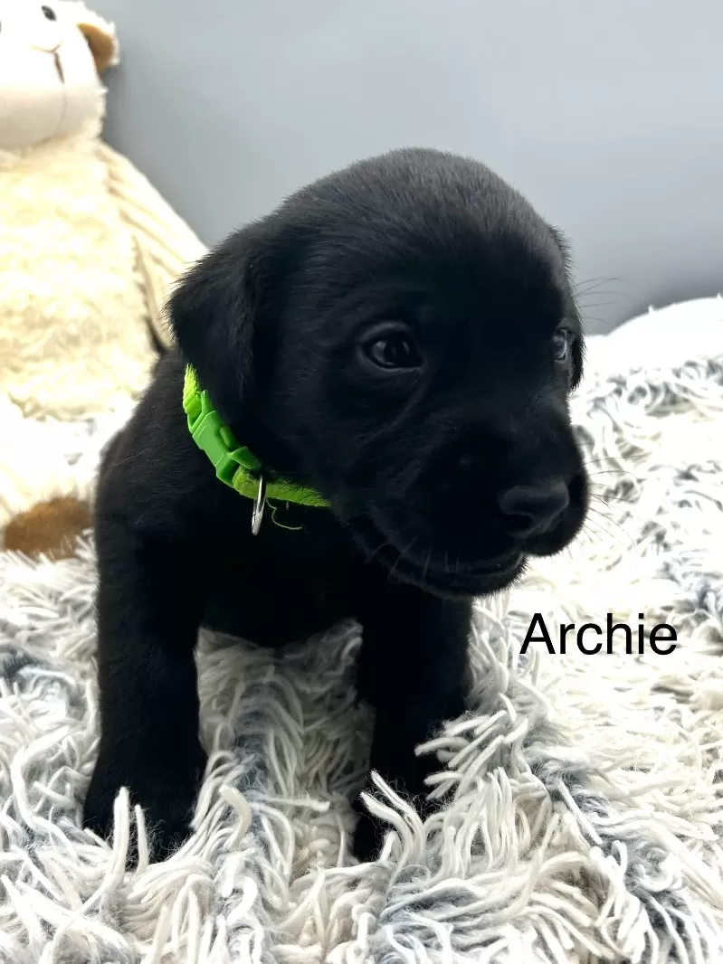 Archie