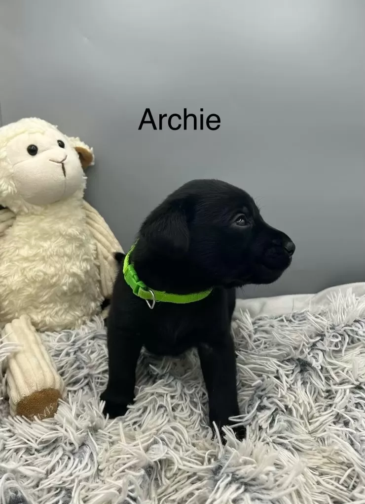 Archie