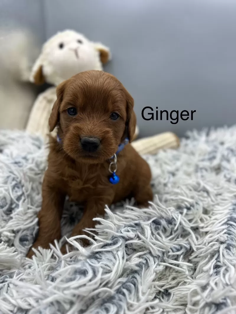 Ginger