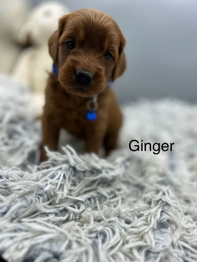 Ginger