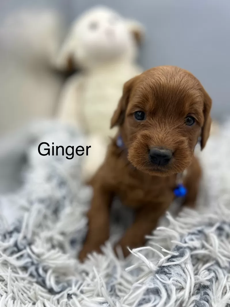 Ginger