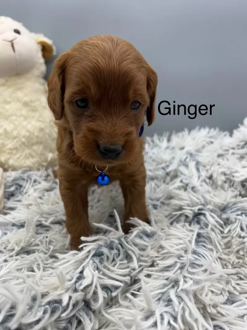 Ginger