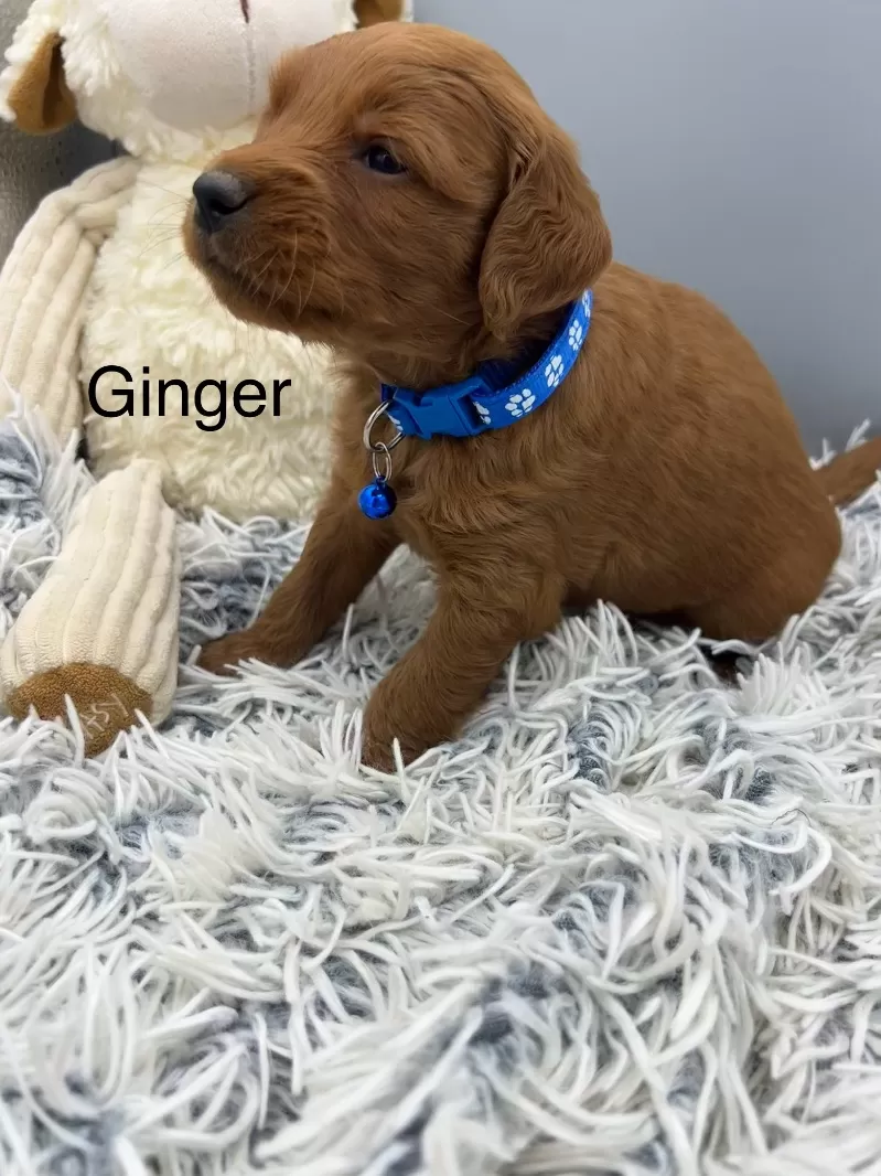 Ginger